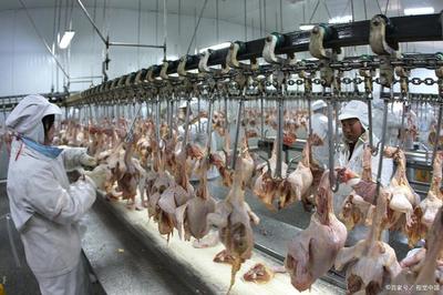 疫情冲击下的家禽业困局 肉鸡产业调整与销售突围路径探析