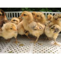 重庆土鸡养殖 特色、选苗与产业发展