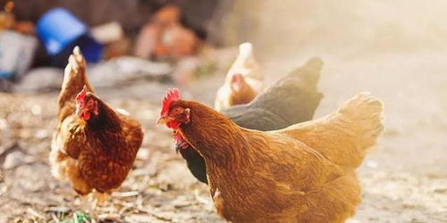 春风送暖入张桥——定远县张桥镇春季服务贫困养殖户侧记