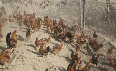 农民山养鸡失败的启示 农村家禽养殖业破局之道