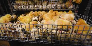 孵化器的双生魔法 家禽养殖场中鸡与鹌鹑的孵化实践