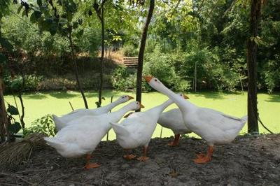 杂食性家禽鹅 寿命、性别辨别、营养与市场前景全解析