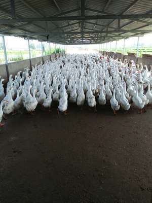 六安市金裕园家禽养殖 优势、实践与发展前景探析