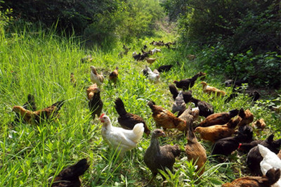 家禽养殖致富指南 三大潜力品种与成功之道