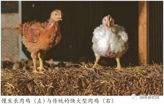 利润驱动下的全球肉鸡育种变革 家禽养殖的新动能与未来挑战