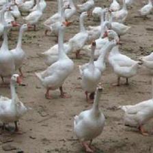 养鹅 一个值得推广的农村养殖致富项目