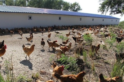 油葵田里飞金凤，多元种养铺就致富新路