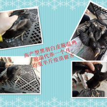 广汉中力家禽养殖有限责任公司 现代化家禽养殖的领航者