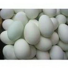 临沂市绿生源家禽养殖场 科学养殖，健康品质