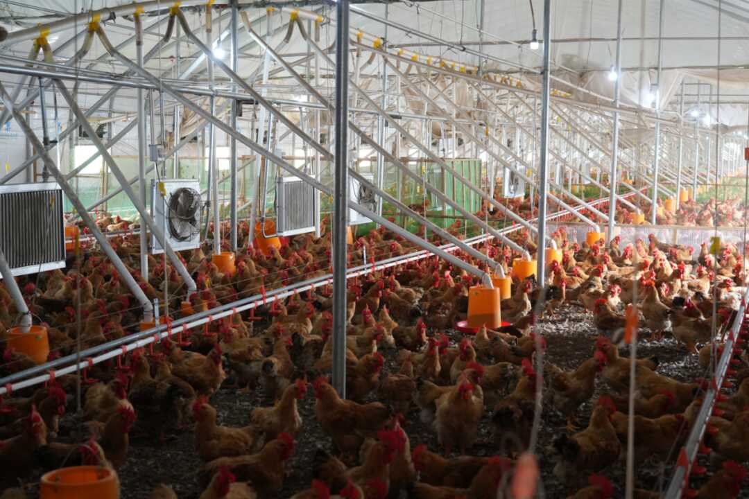 牢记嘱托展新篇，息烽家禽养殖绘就乡村振兴新画卷