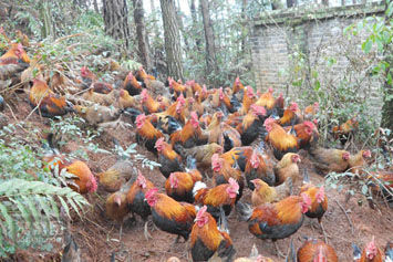 霸王岭山鸡 生态家禽养殖的新选择