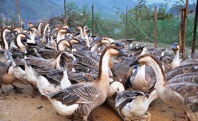 家禽养殖面临挑战 鸡鸭鹅价格全面下滑，行业或步入新调整期