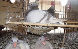 原粮饲养家禽 从源头到餐桌，新鲜冻乳鸽的养殖与现杀现发之道