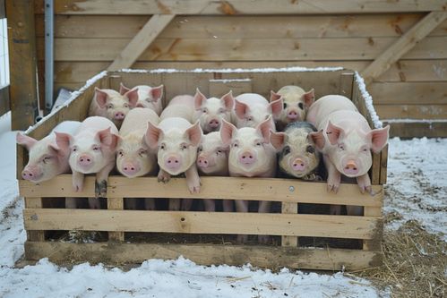 探索家禽家畜猪养殖业——镜头下的生命与责任