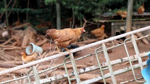 万羽家禽急待出栏 薛氏农场养殖户苦寻销路 暖心接力等您参与