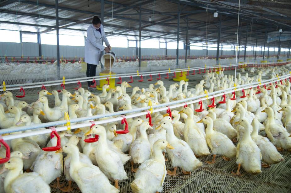 肉鸭养殖助力新疆洛浦脱贫攻坚