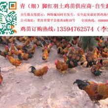 遂宁任隆镇家禽养殖