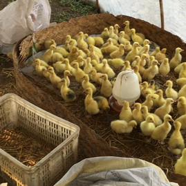 江苏徐州新沂市奋飞家禽电子商务销售中心 优质鹅苗与家禽的专业之选