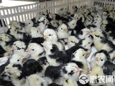 贵妃鸡苗统货销售说明
