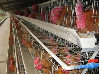 疫情影响下的家禽市场调研 生猪产能恢复与家禽盈利前景分析