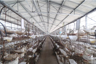 莒县首家祖代种鸽场通过省级验收，推动家禽销售产业升级