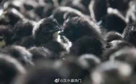 汉中家禽养殖项目入选第十批国家标准化农业示范区