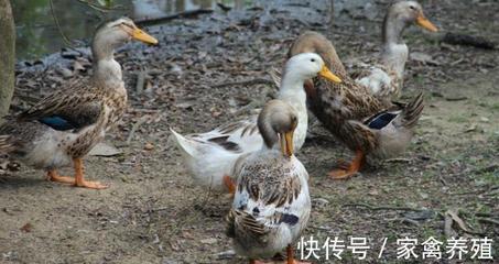 肉鸭养殖成本控制与鸭副粘病毒防治全攻略