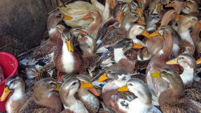 家禽养殖 鸭子养殖的实拍与实用指南