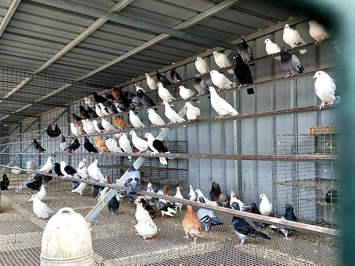 脱贫户的养鸽场 家禽养殖助力乡村振兴